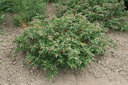 Willow weed growing in a New Zealand paddock, showing sprawling growth habit